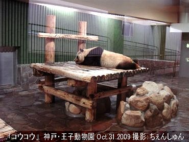 神戸王子動物園のパンダ20091031