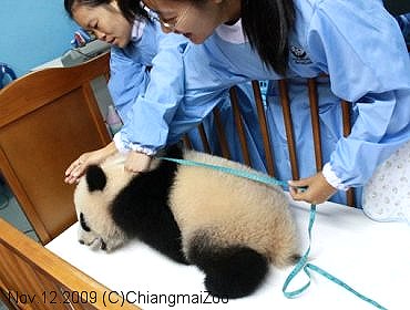 20091112-chiangmaiZooタイ・チェンマイ動物園リンピン