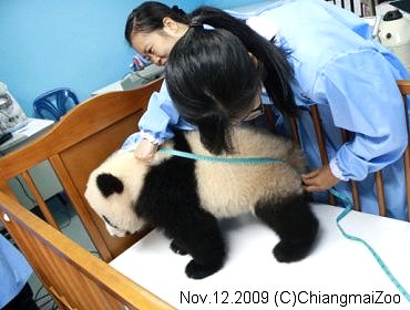 20091112-chiangmaiZooタイ・チェンマイ動物園リンピン