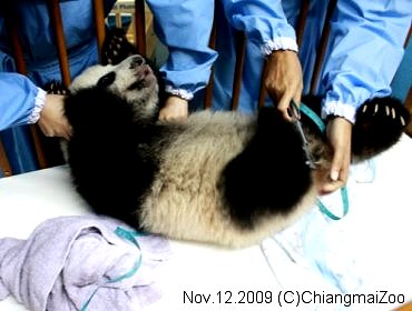 20091112-chiangmaiZooタイ・チェンマイ動物園リンピン
