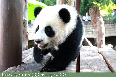 20091125ChiangmaiZOO-PandaBaby