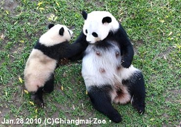 チェンマイ動物園のパンダ・リンピンとリンフイ