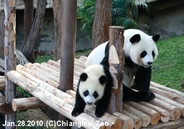 チェンマイ動物園のパンダ・リンピンとリンフイ