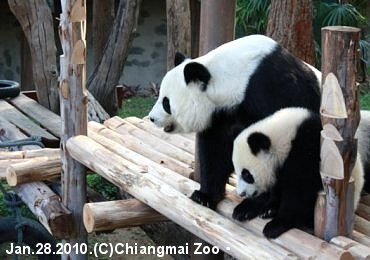 チェンマイ動物園のパンダ・リンピンとリンフイ