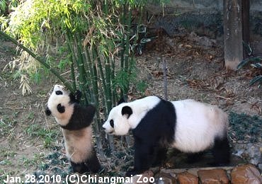チェンマイ動物園のパンダ・リンピンとリンフイ