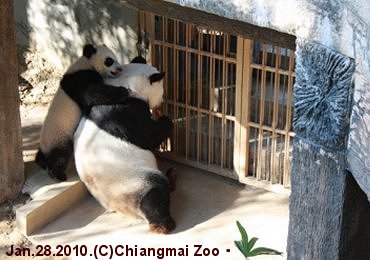 チェンマイ動物園のパンダ・リンピンとリンフイ
