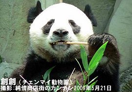 male-panda.jpg